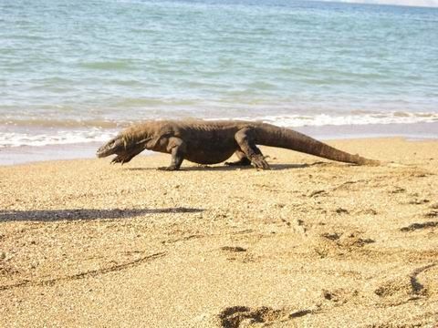 Komodo Dragon